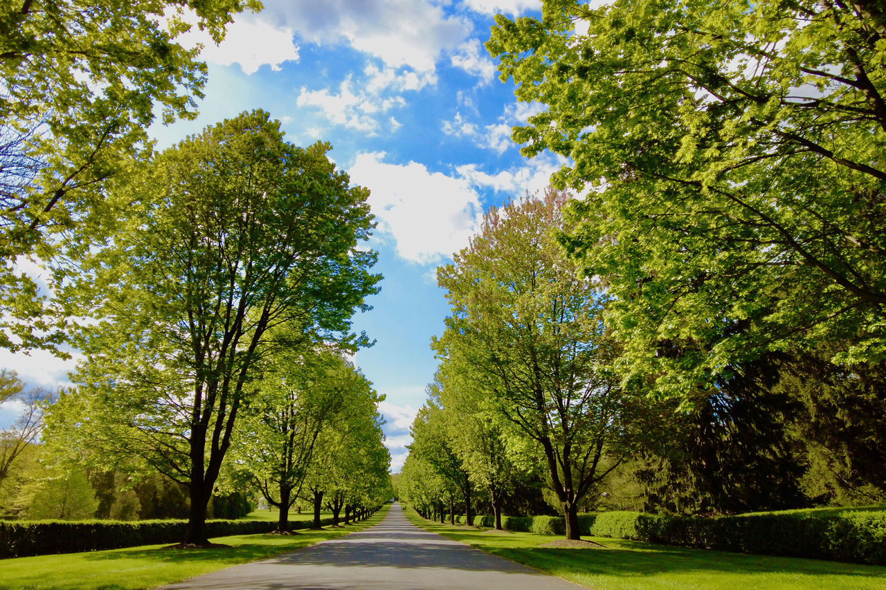 A long paved driveway lined with lush green trees welcomes visitors to Nemours Estate.