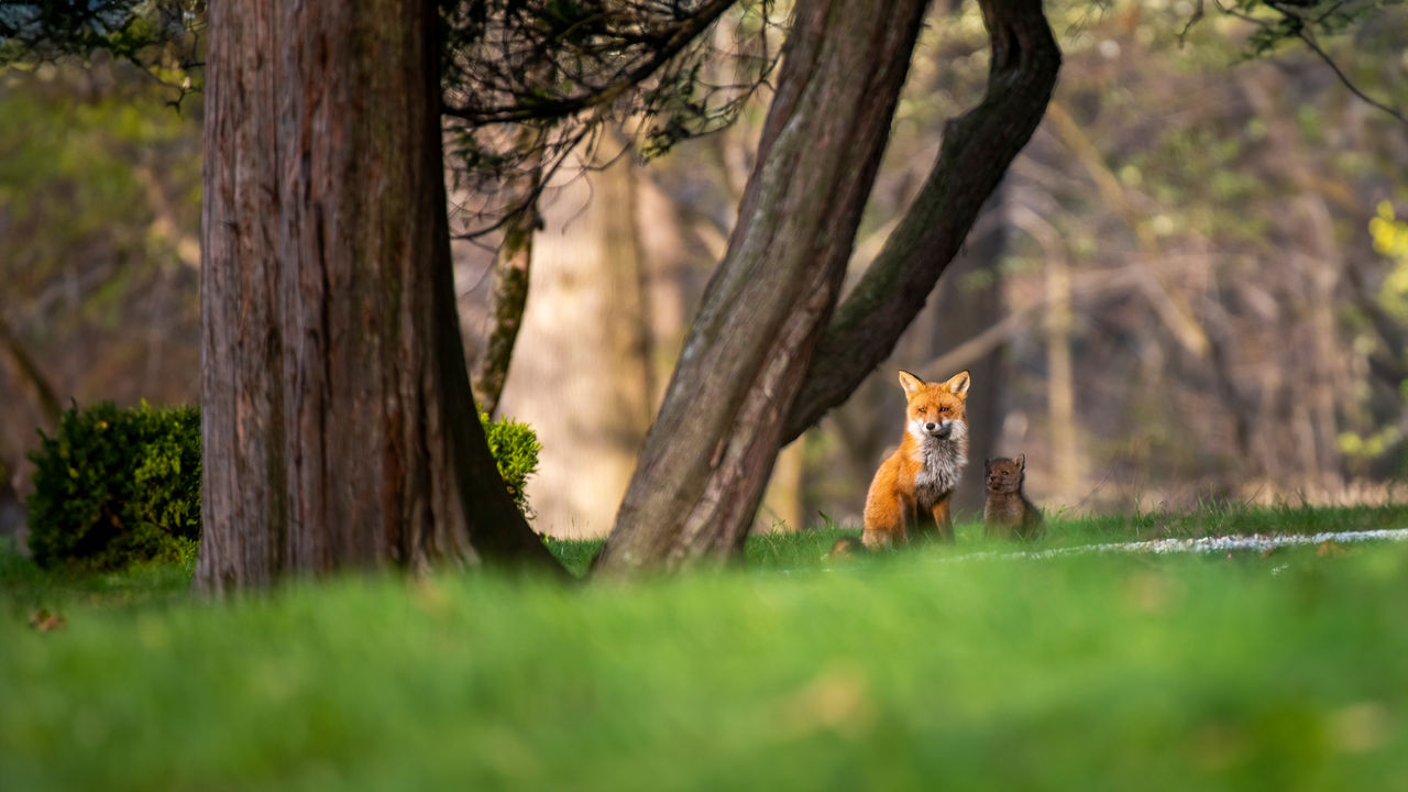 Fox and baby fox standing in a field at the Nemours Estate.