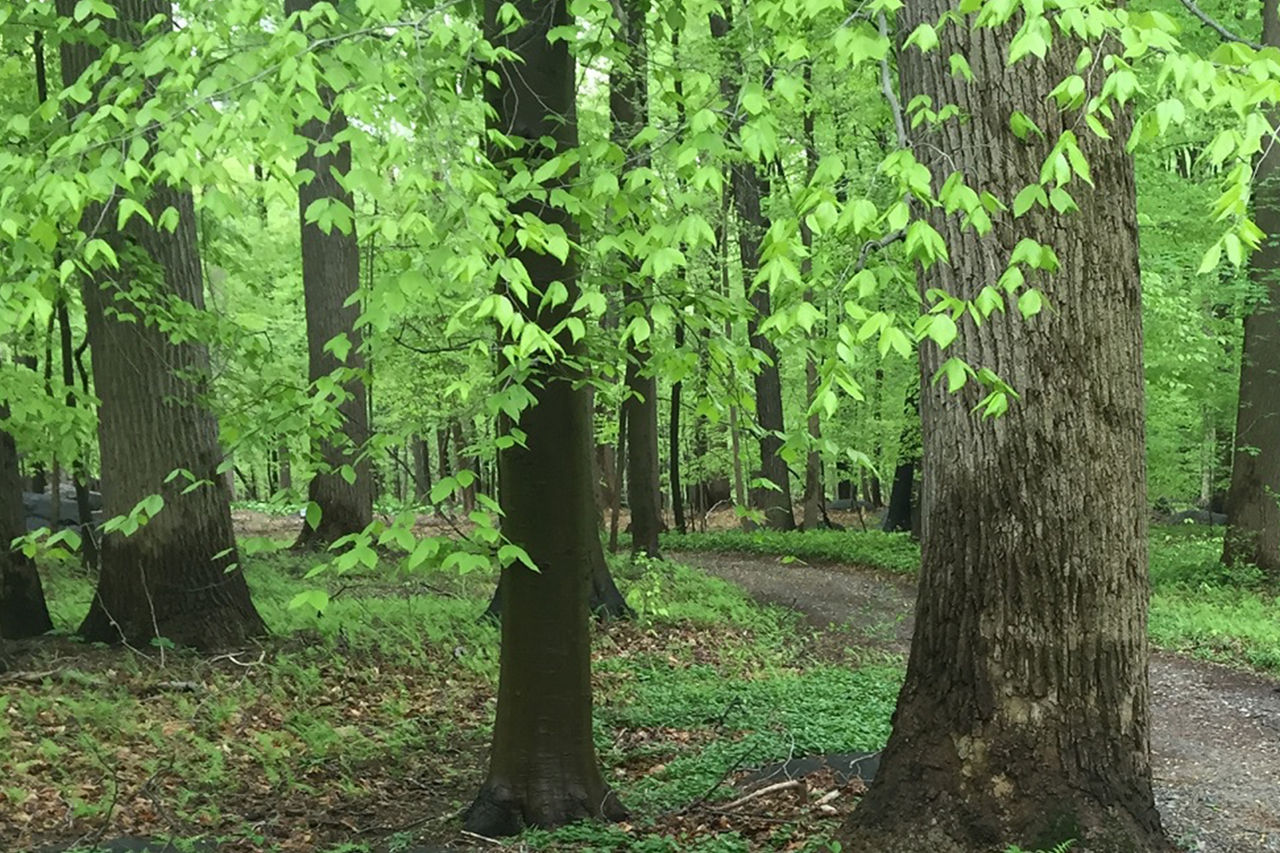 Fathers day woodland trail trees