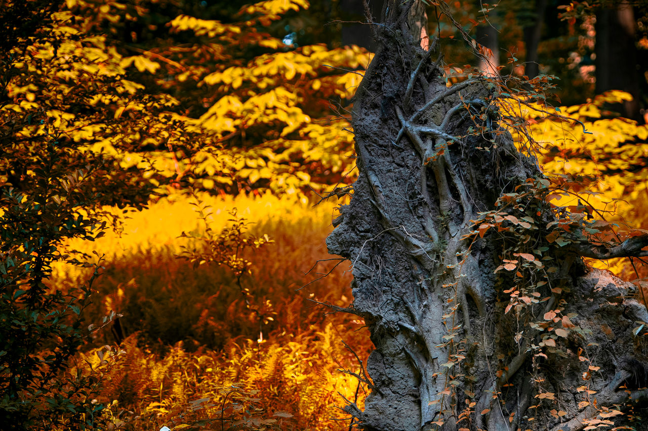 Moment of thanks forest bathing