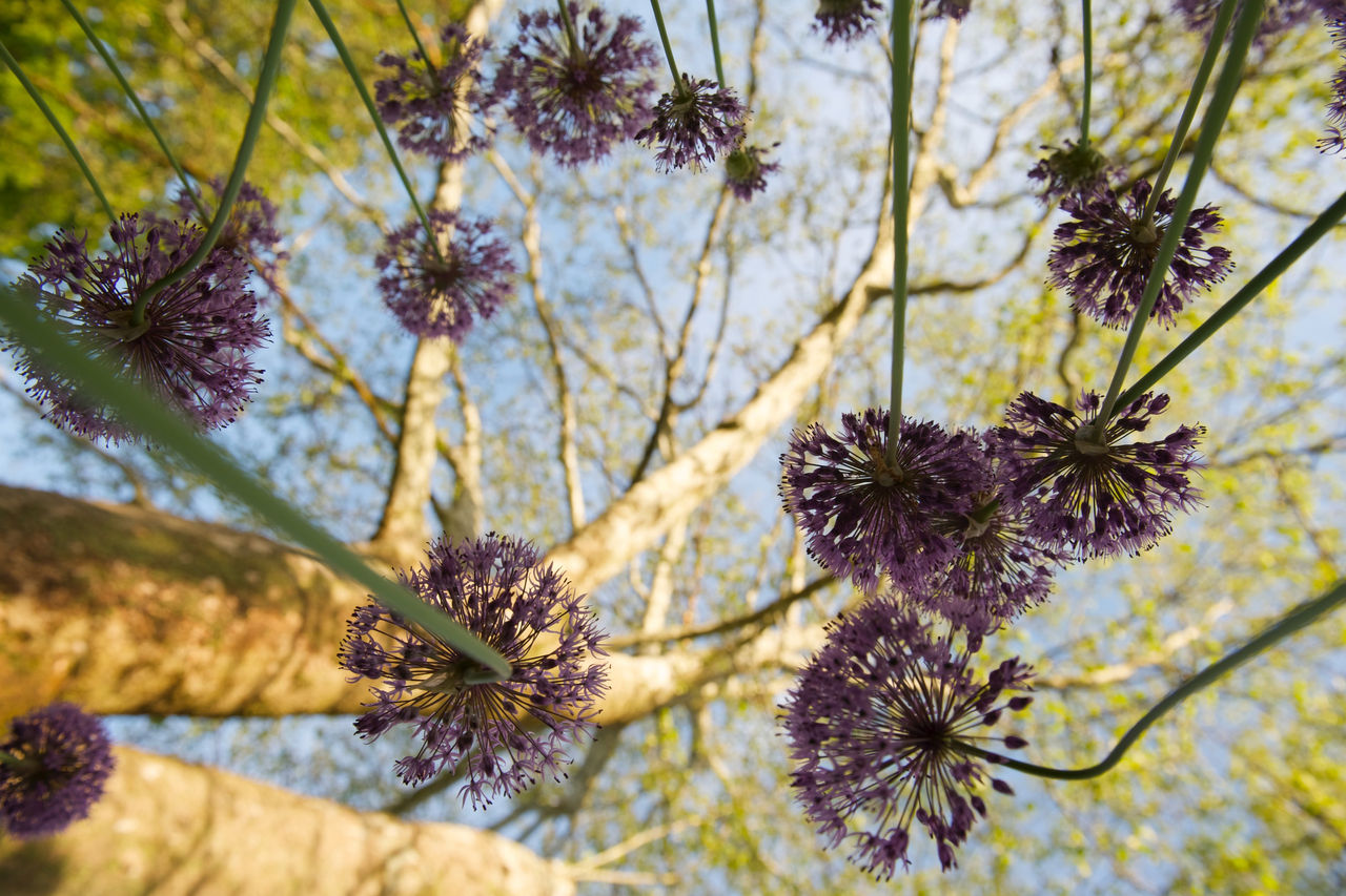 Closeup of flowers and trees at the Nemours Estate.