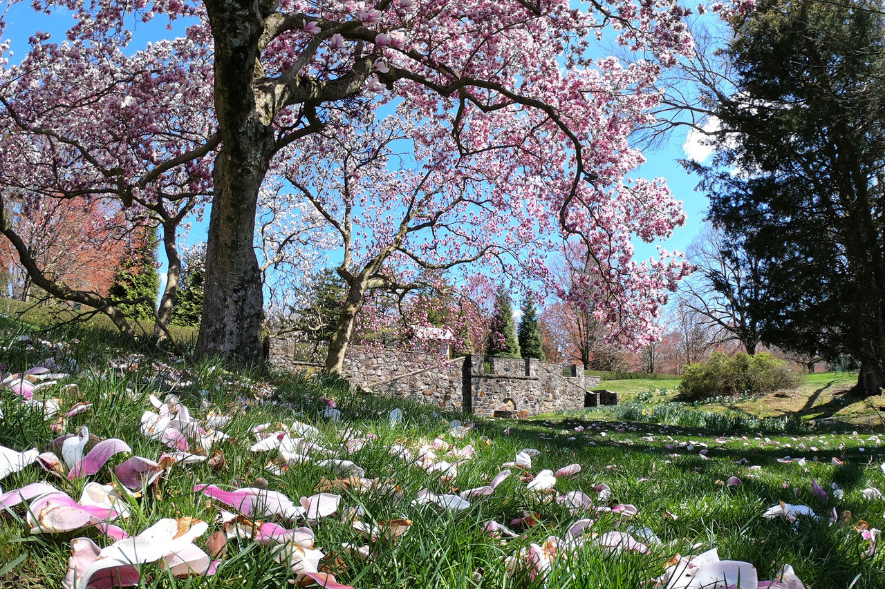 Pink trees in bloom on a sunny day with pink petals on the green grass. 