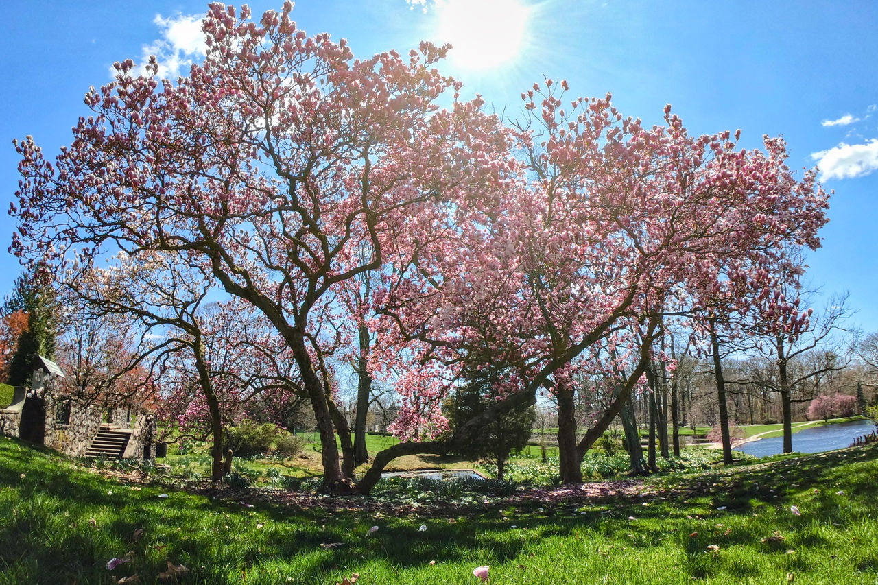 Ponds stone wall with pink trees spring