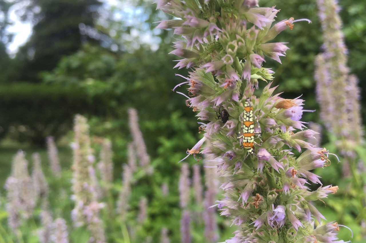 Spring forest bathing flower