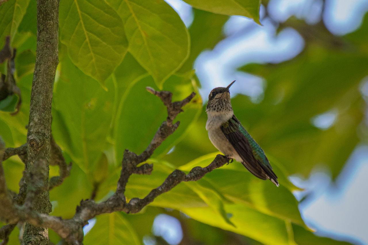 Closeup of a hummingbird on the Nemours Estate grounds.
