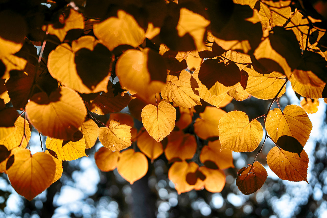 Closeup of leaves at the Nemours Estate.
