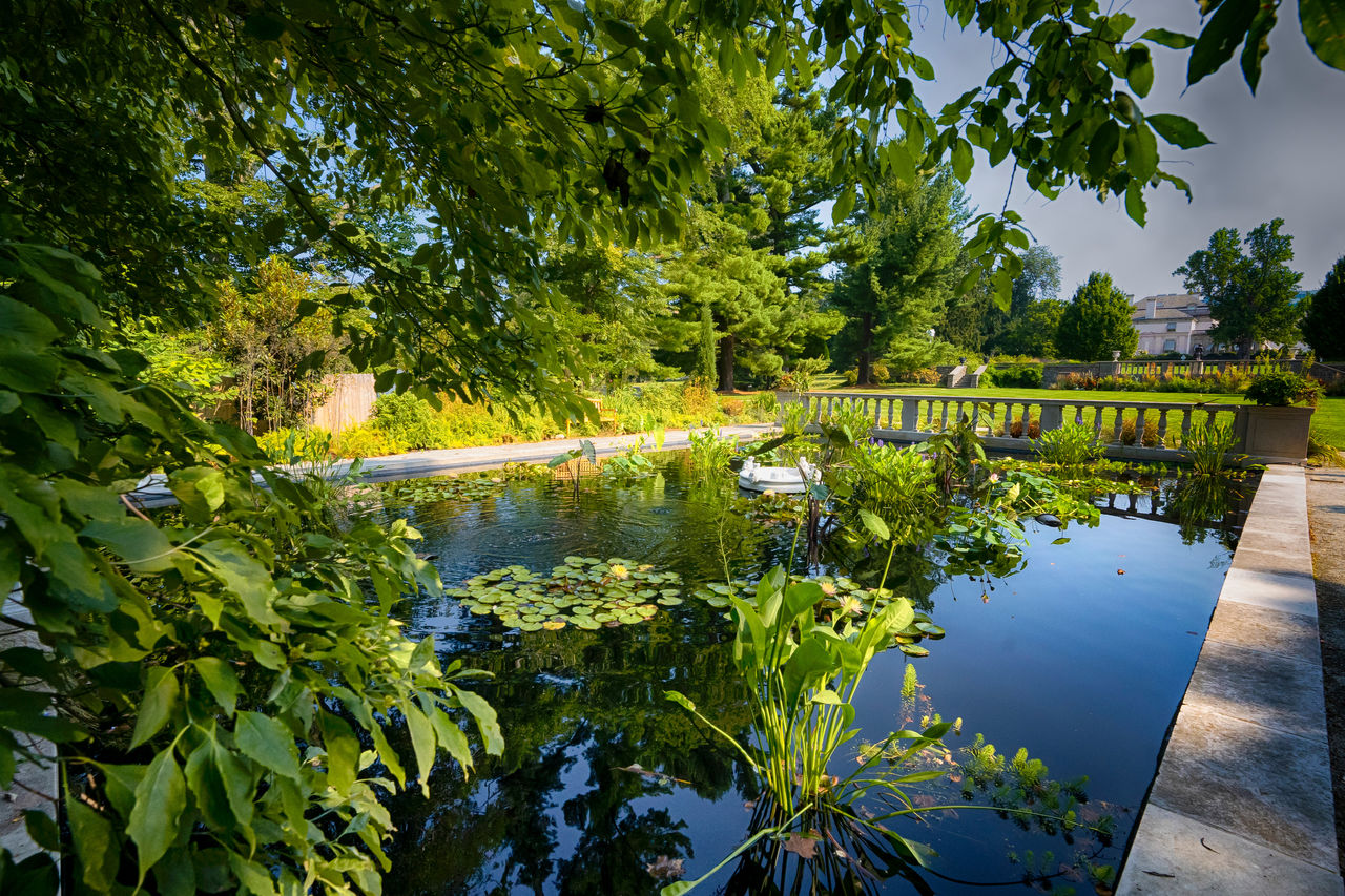 Frog pond at the Nemours Estate.