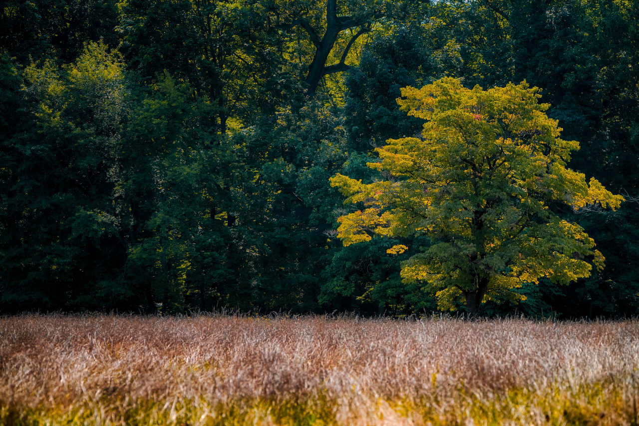 Landscape photo of a field at the Nemours Estate.