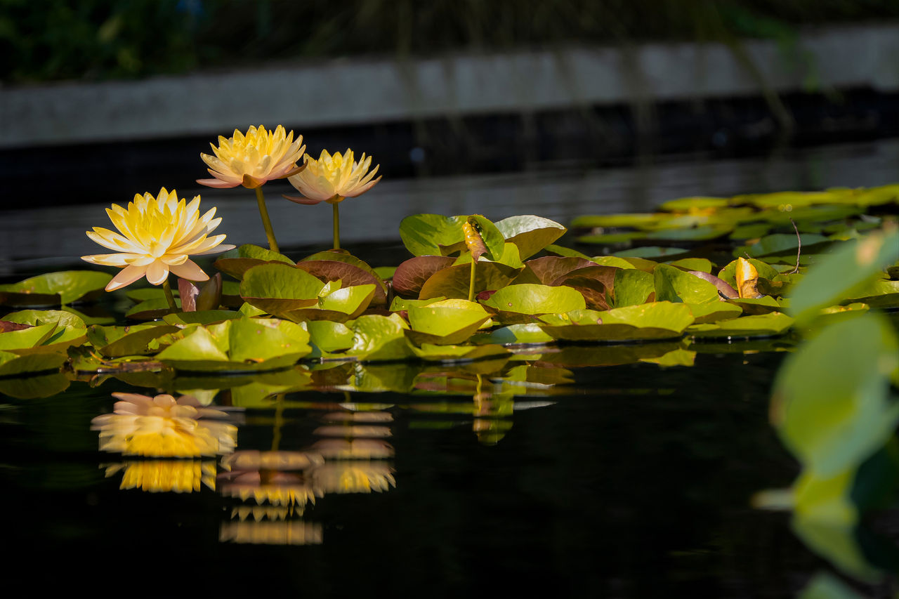 Lily pads at the Nemours Estate.