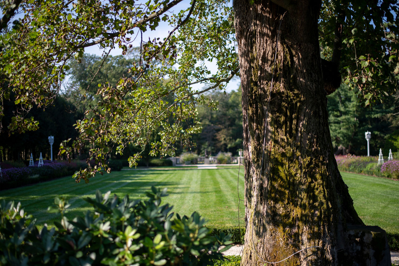 A poplar tree in September at the Nemours Estate.