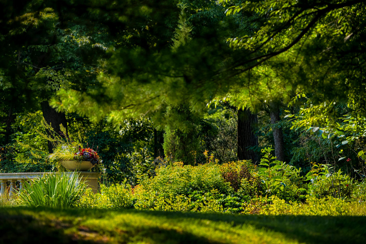 Beautiful trees and plants growing at the Nemours Estate.